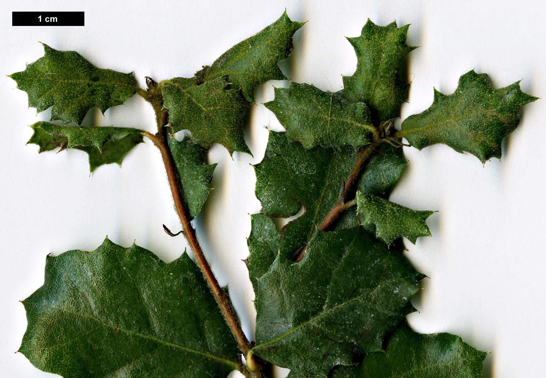 High resolution image: Family: Fagaceae - Genus: Quercus - Taxon: durata 